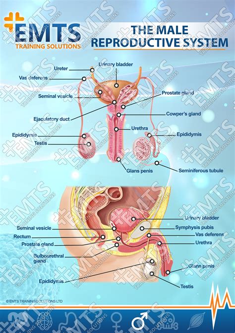 cock picture|Male Genitalia Pictures, Anatomy & Diagram 